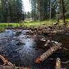 An active beaver dam across Little Butte Creek.