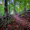 Creepy beech roots haunting the trail.