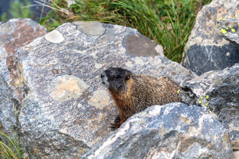 A Hoary Marmot in Death Canyon