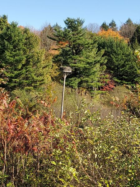 Osprey nest on a platform.