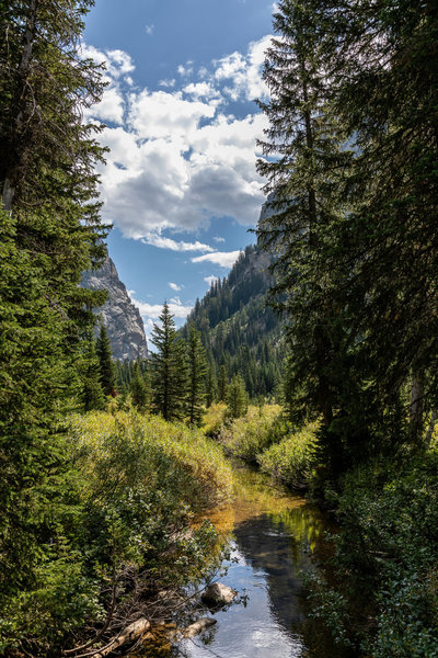 A peaceful view along the creek through Death Canyon.