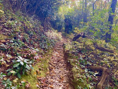 Challenging climbs on singletrack in dense forest.