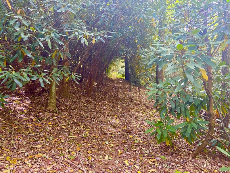 Tunnel of foliage