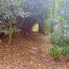 Tunnel of foliage