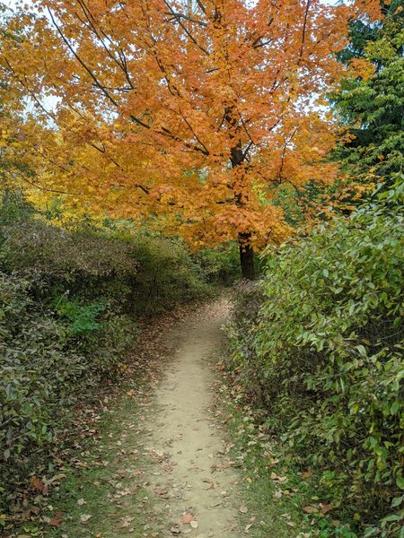 Sick fall colors coming into a turn.