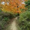 Sick fall colors coming into a turn.