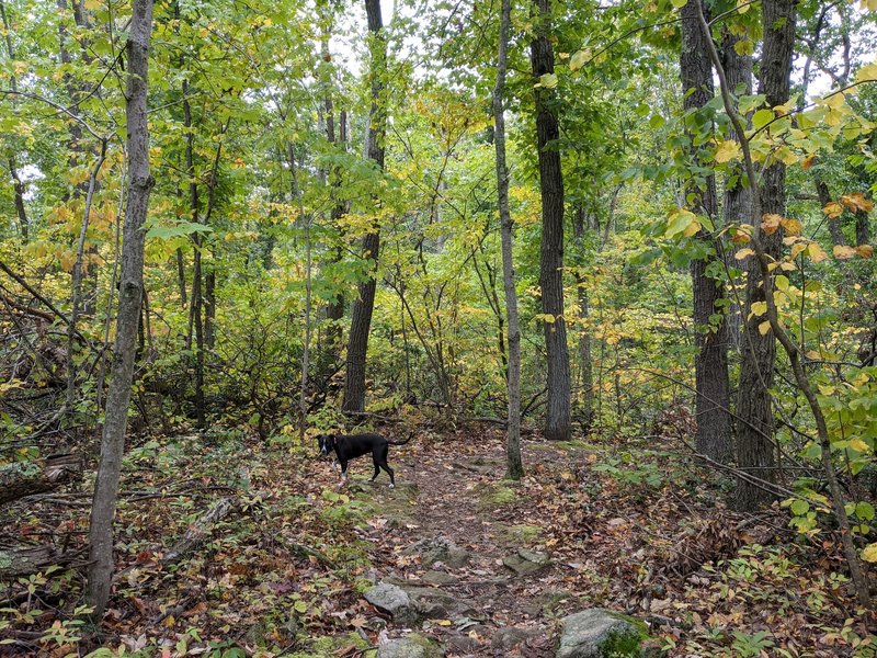 The east end of the Yellow Trail in early fall.