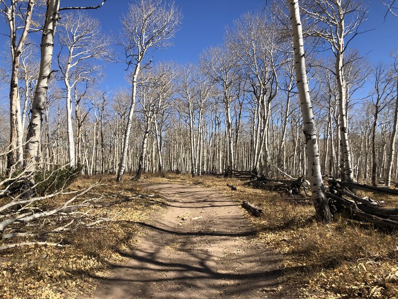 Part of the hike follows a rustic fence line.