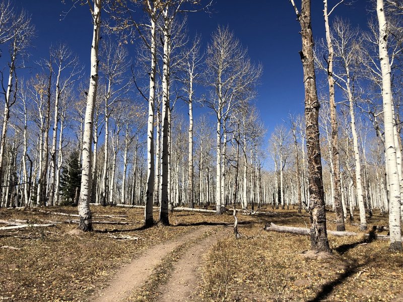 A beautiful walk through the aspens.