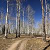 A beautiful walk through the aspens.