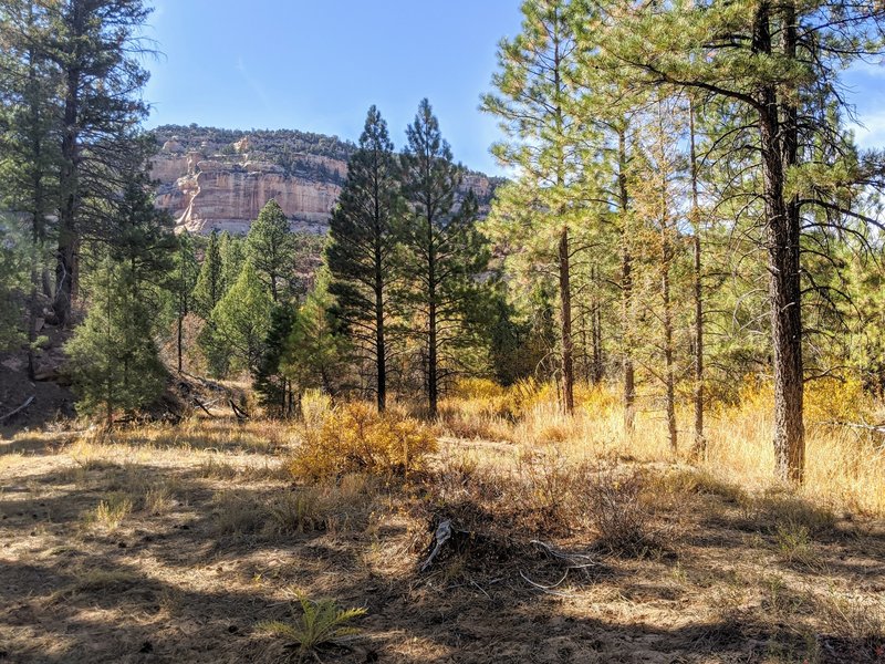 Meadow between canyon walls.