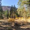 Meadow between canyon walls.