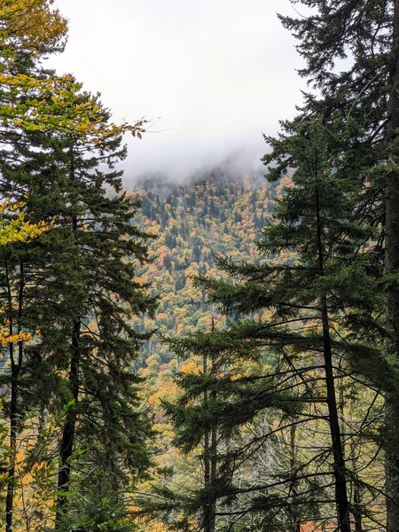 Looking at Anakeesta Ridge through the trees.