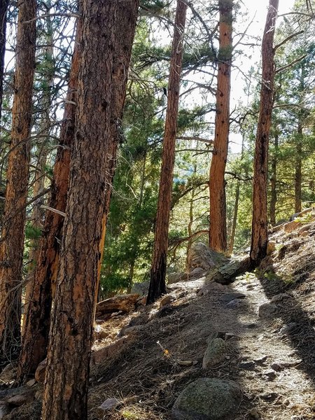 Part of Singletrack Platte River Trail #654.