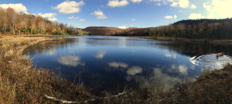 Grass Pond (with a golden retriever)