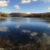 Grass Pond (with a golden retriever)