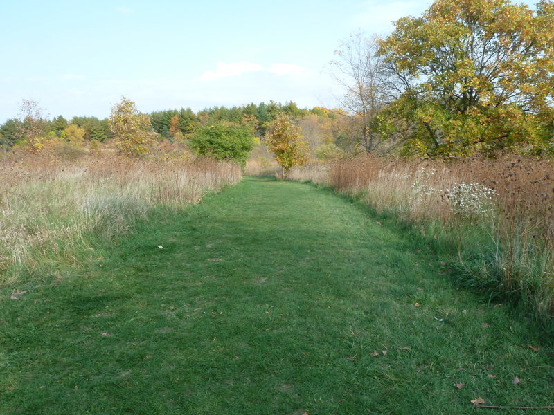 Beginning of wide grass trail with grass prairie.