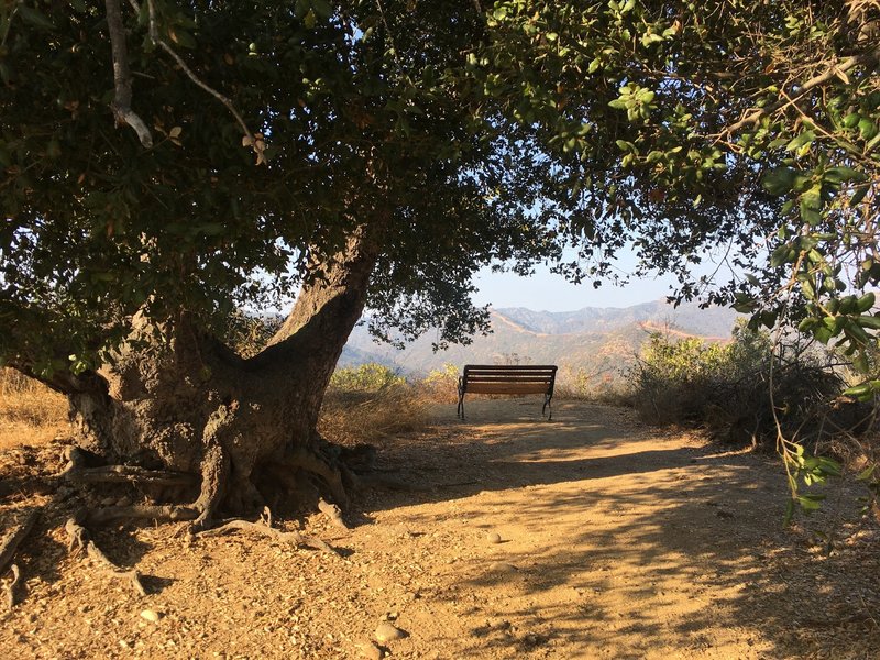 Lone Oak with shady bench!