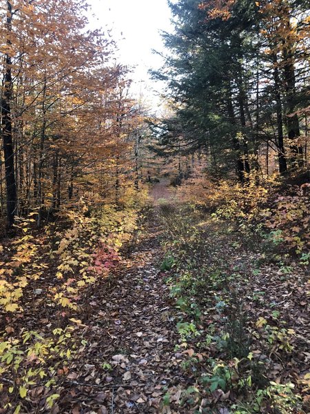 Oliverian Brook East Loop Trail