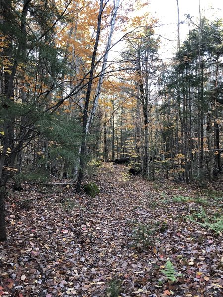 Oliverian Brook East Loop Trail