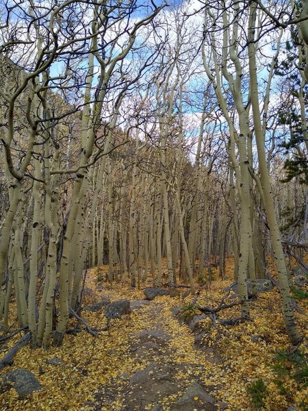 Fallen aspen leaves on the Ben Taylor Trail.