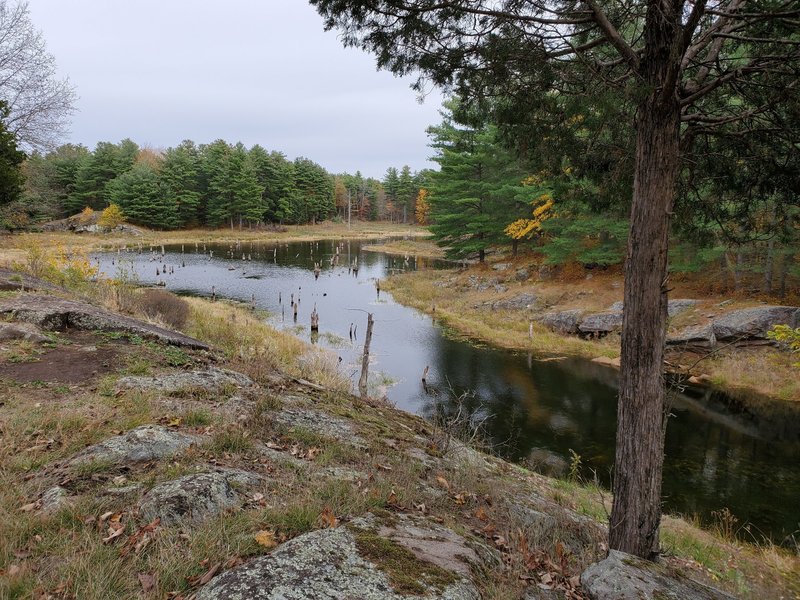 Tree stumps in a beaver pond.