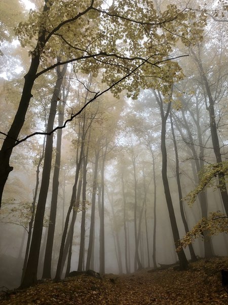 Foggy trail.