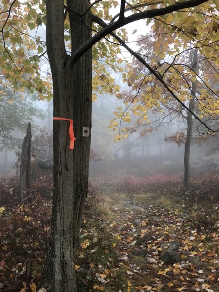 Makeshift trail blazes along this stretch.