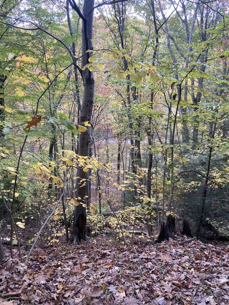 Fall leaves falling