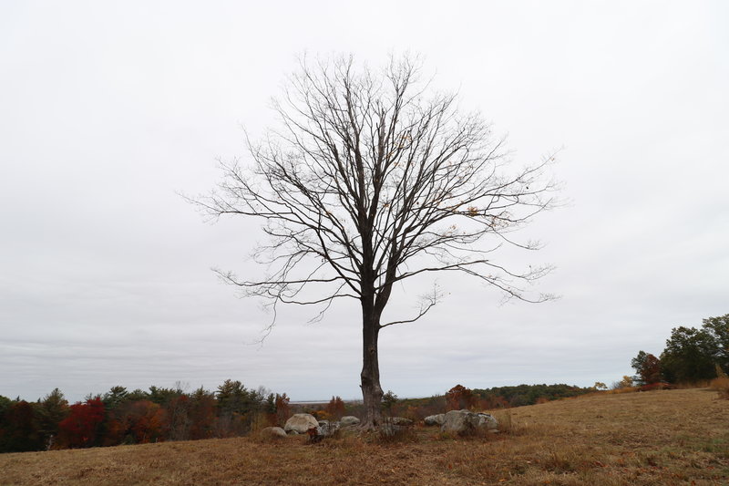 The tree along the top of the Ridge Trail.