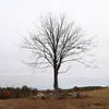 The tree along the top of the Ridge Trail.