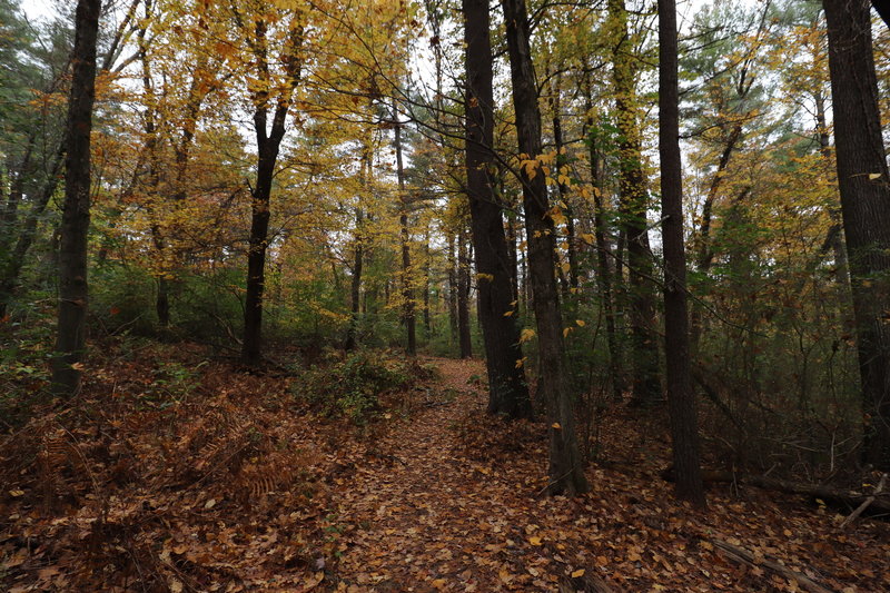 View of the North Loop Trail