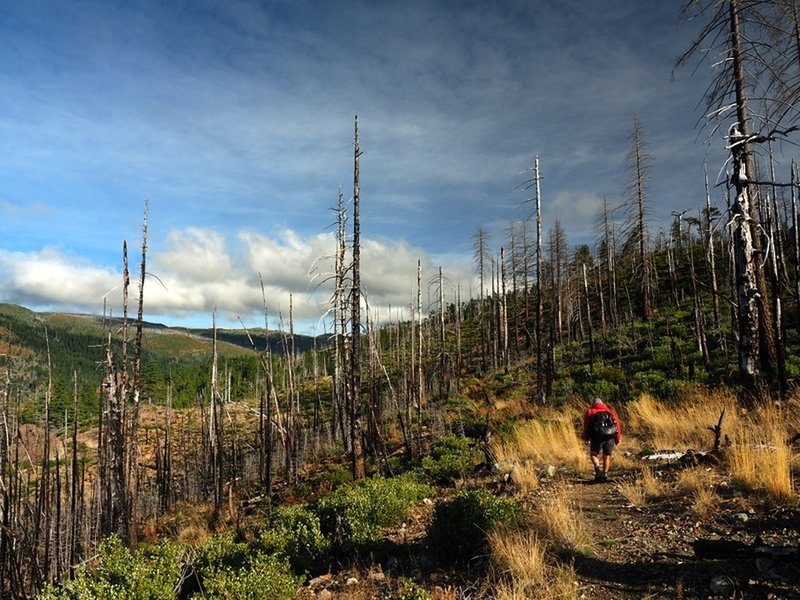 Entering Windy Valley on the Snow Camp Trail.