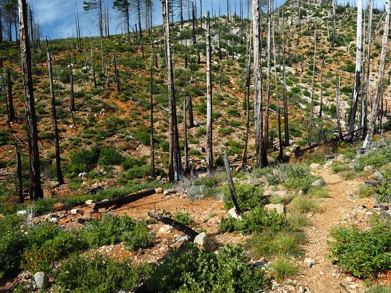 The remains of Cedar Camp