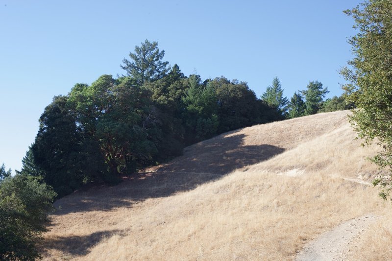 The Saratoga Gap Trail passes through an open field along Skyline Blvd. before entering the woods.