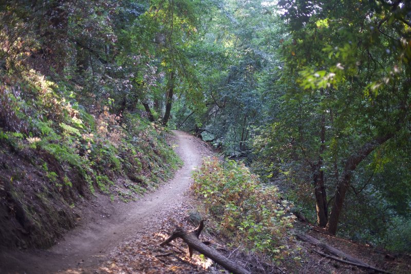 Saratoga Gap Trail wandering its way through a dense forest providing plenty of shade from the sun.