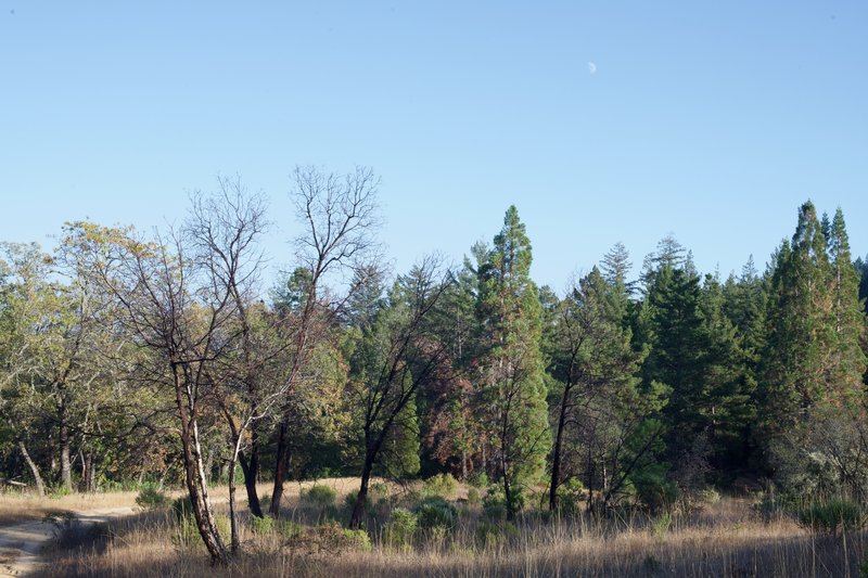 The trails open up around the intersection of Charcoal Road and the Table Mountain Trail.