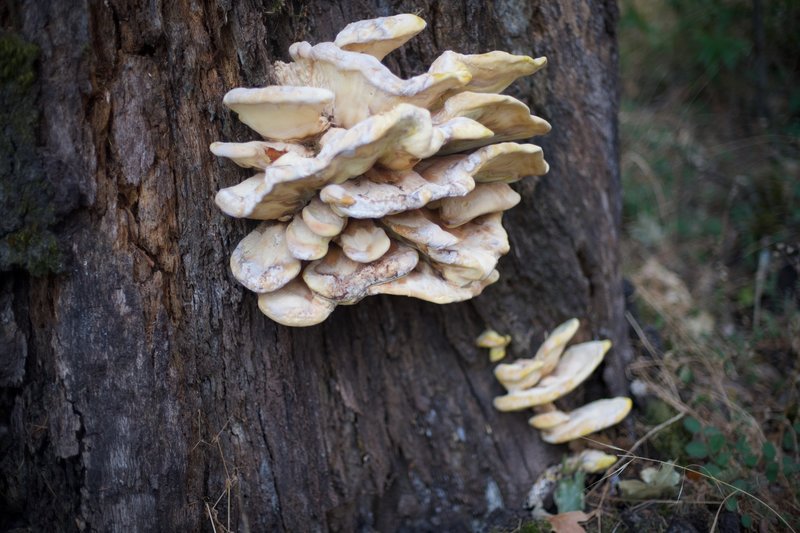 Mushrooms growing at the base of a tree.