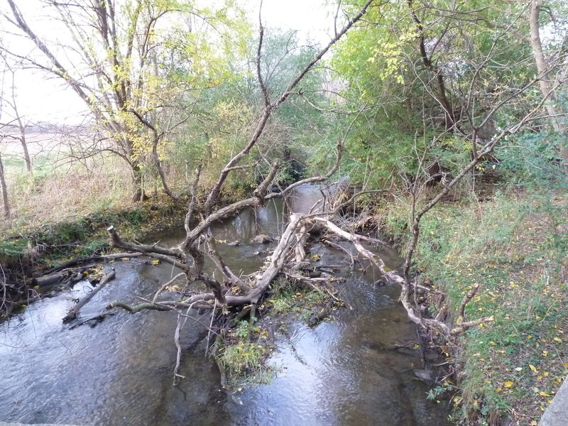 Large fallen tree in Mill Creek near bridge.