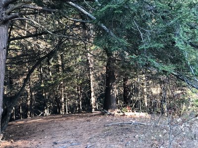 Nice stroll through the woods.