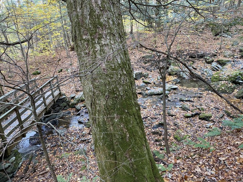 Bridge over Lenox Brook