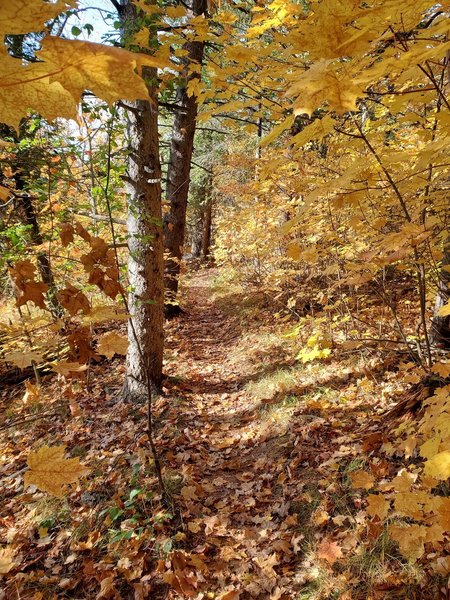 Narrow track in full autumn foliage.