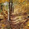 Narrow track in full autumn foliage.