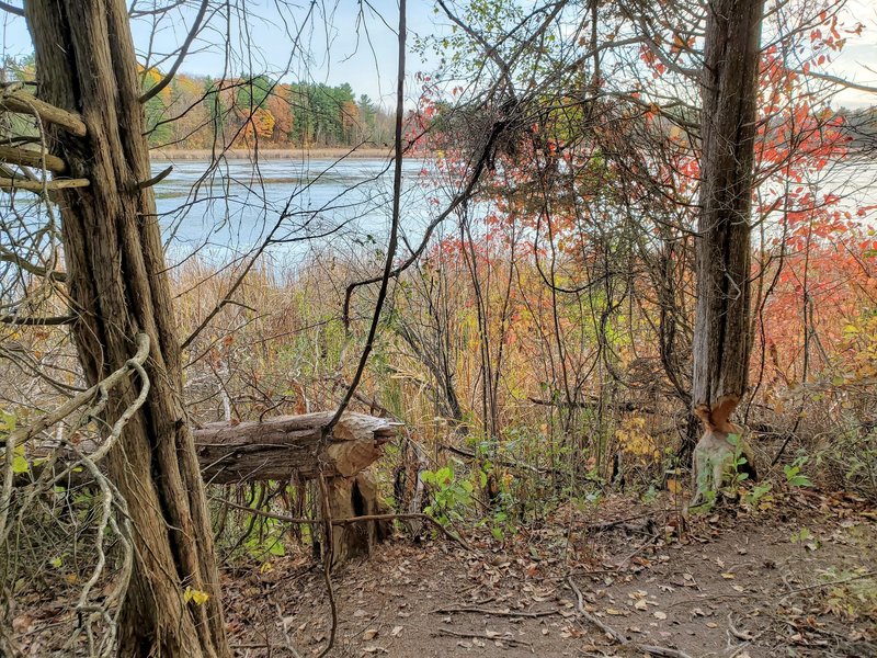 Beaver activity at Parrott's Bay.