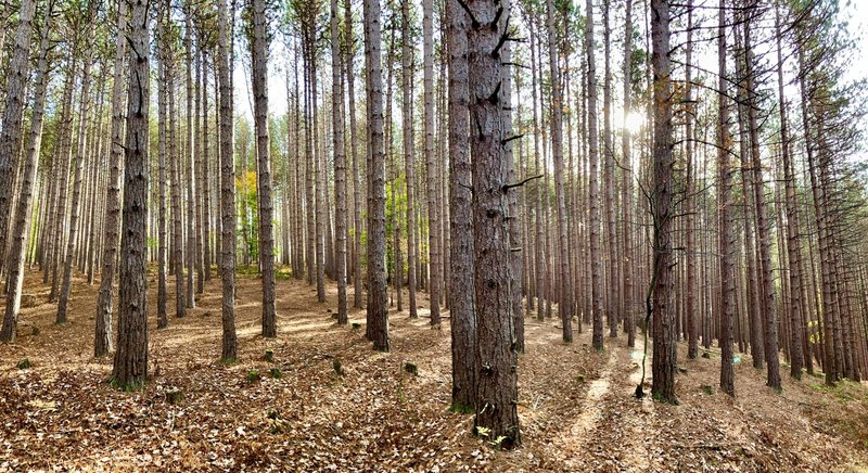 Pine forest