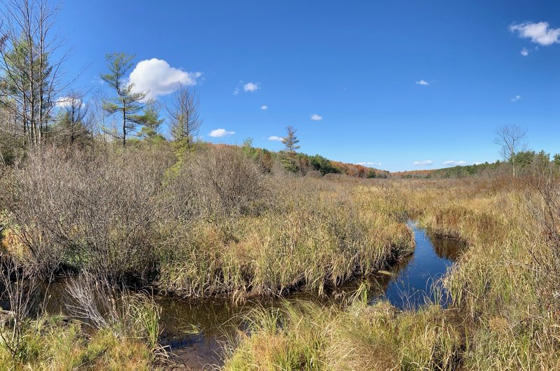 Wetlands