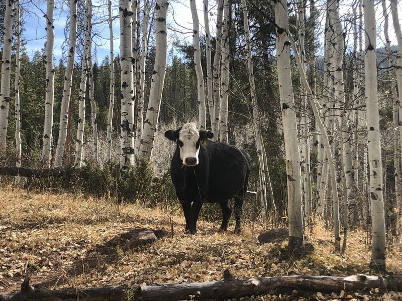 Cows and Aspens - the lower trail does have cattle lands/paths, so don't be surprised if you see some along the way, including blocking your path.