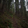 Grand Fir forest near the trailhead.