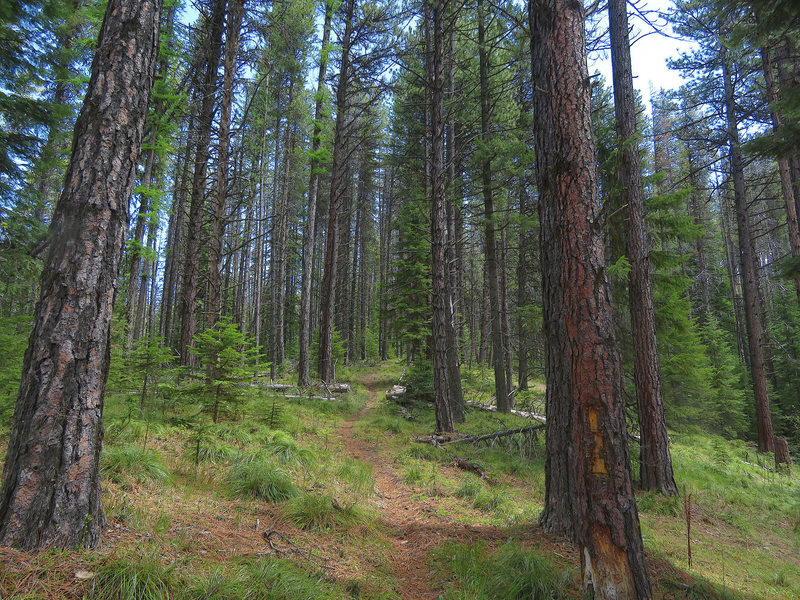 Mixed conifer forest below the crest of Hungry Ridge.