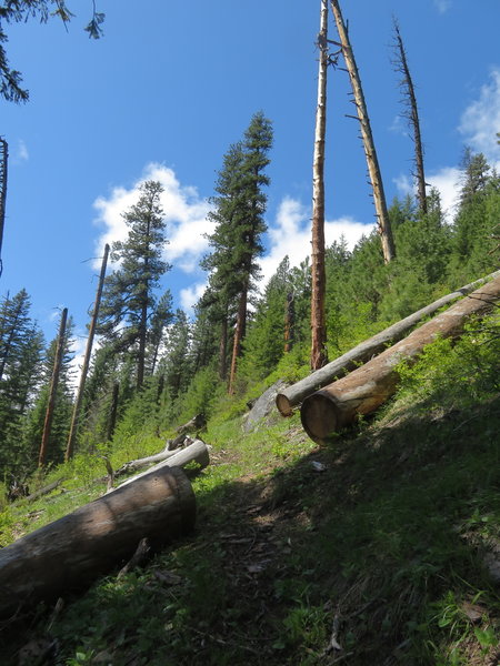 One of the ocasional switchbacks climbing out of Mill Creek Canyon.